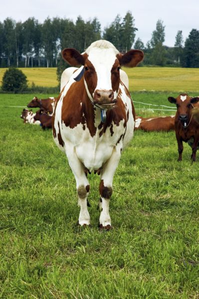 koe wei melk