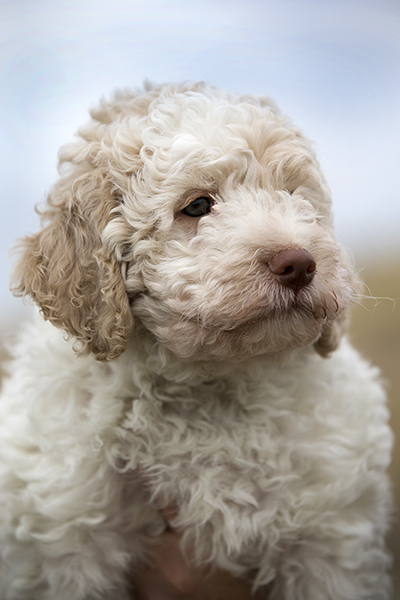 lagotto romagnolo honden