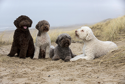 lagotto romagnolo honden