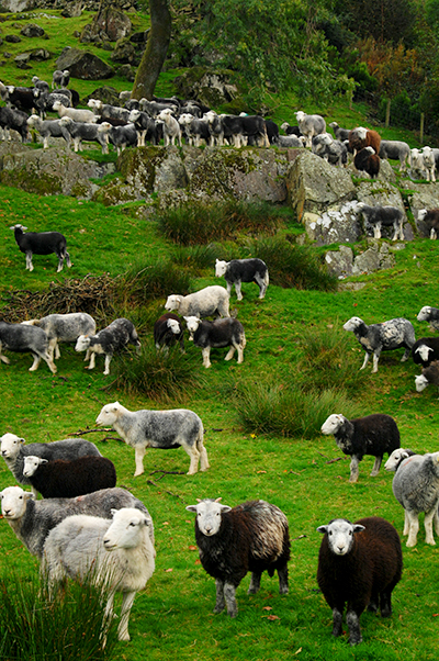 lake disctrict herdwickschaap
