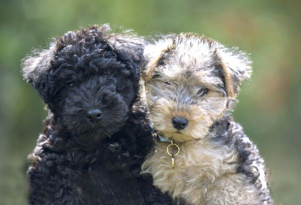lakeland terrier