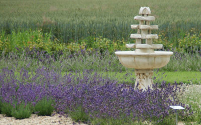 lavendelboerderij