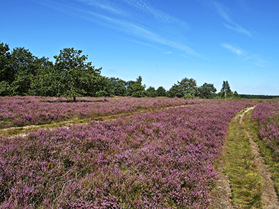 lavendelveld drenthe