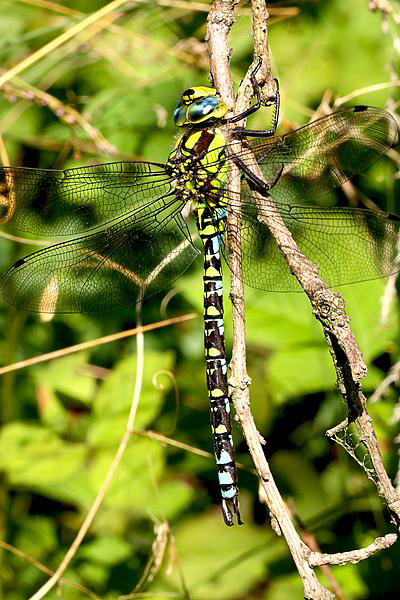 libelle libelle