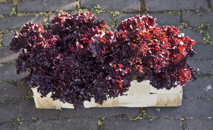 lollo rosso