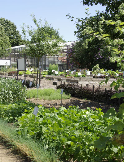moestuin planten kas moestuin planten kas