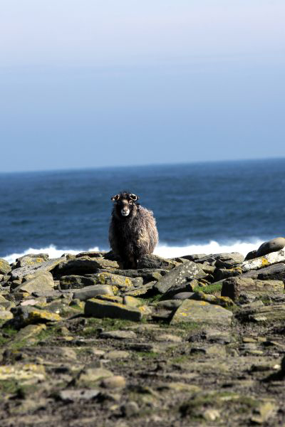 north ronaldsay schapen