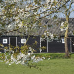 onder den peerenboom onder den peerenboom