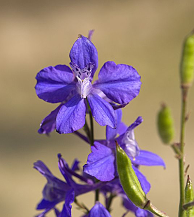 paarse bloem paarse bloem