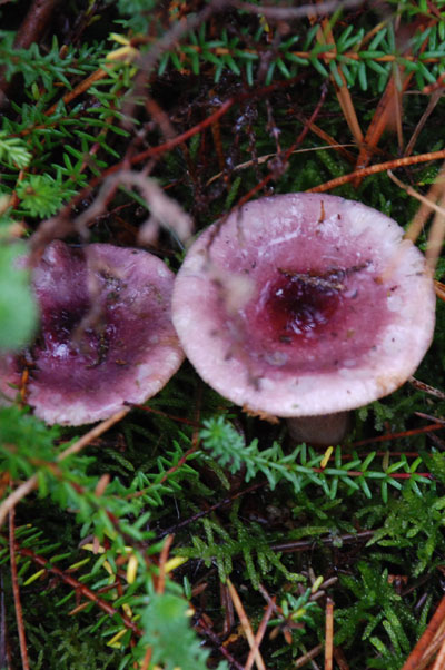 paddenstoelen-Renate-1 paddenstoelen-Renate-1