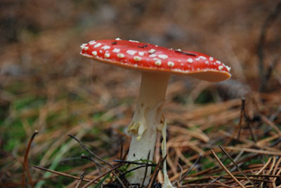 paddenstoelen-Renate-2 paddenstoelen-Renate-2