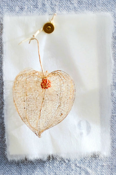 physalis wilma