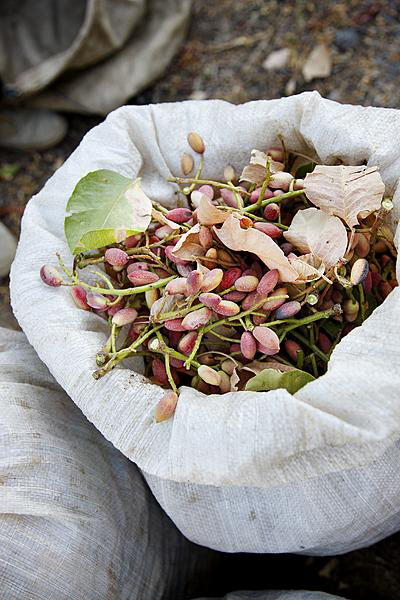 pistachenoten pistachenoten