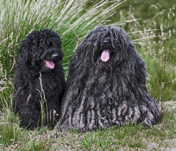 puli