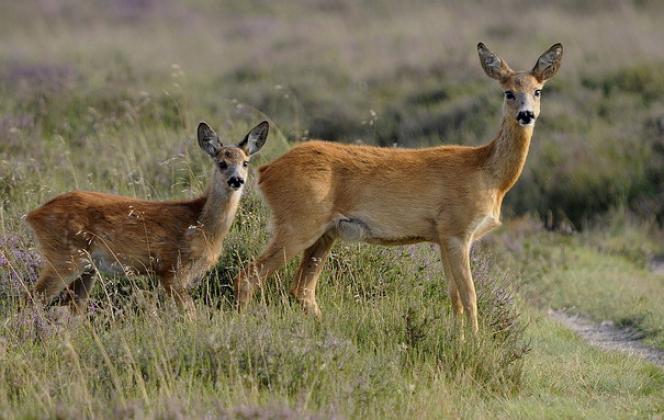 Foto: natuurmonumenten