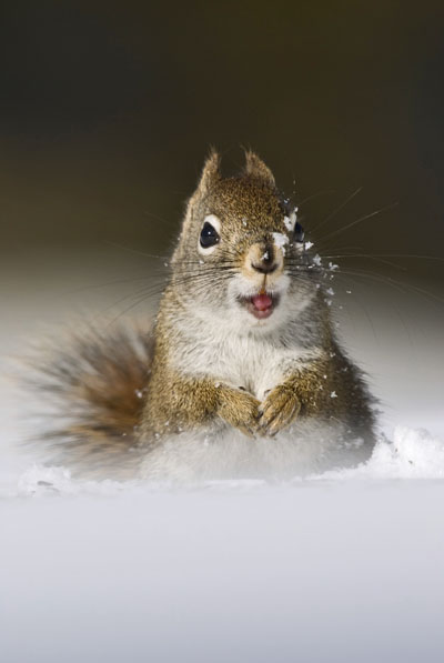 Rode Eekhoorn; Red Squirrel; Tamiasciurus hudsonicus