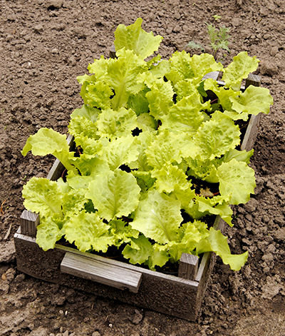 slaplant sla moestuin slaplant sla moestuin