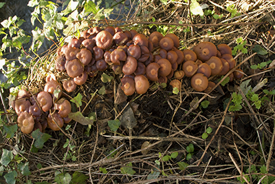 stobbezwammetjes paddenstoelen stobbezwammetjes paddenstoelen