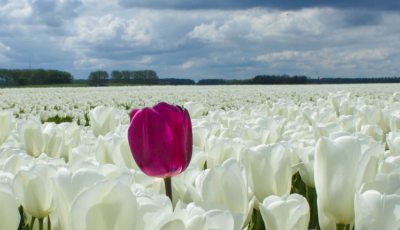 tulpenroute