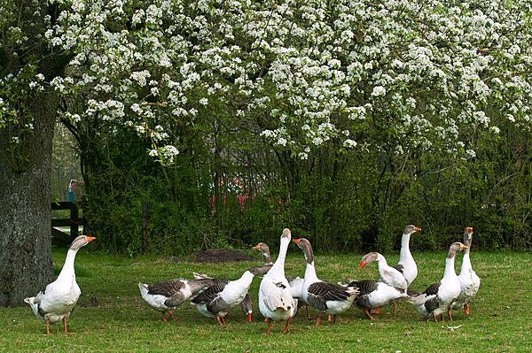twentse landgans
