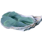 vegetarische oester vegetarische oester