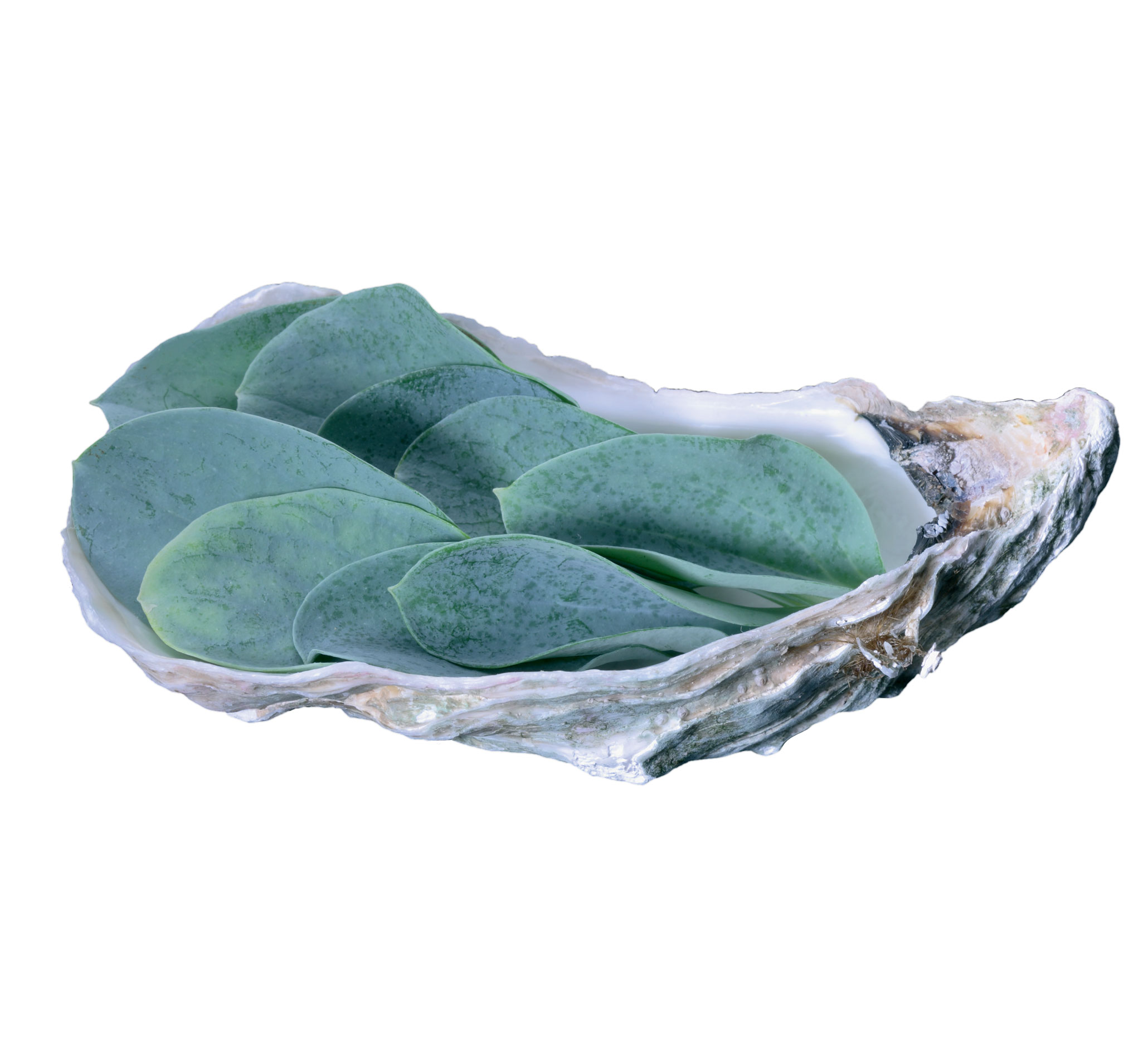 vegetarische oester