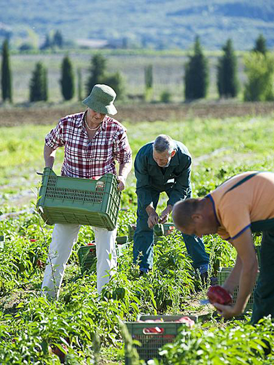 veld groenten kwekerij