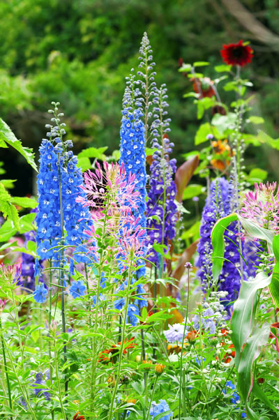 veldbloemen-ridderspoor veldbloemen-ridderspoor