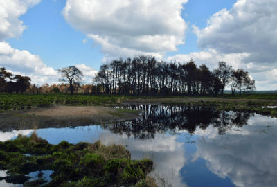 veluwe 1