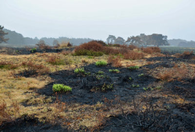 veluwe 2