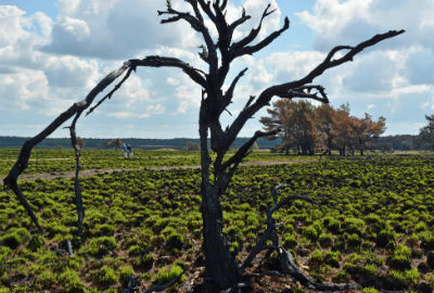 veluwe 3
