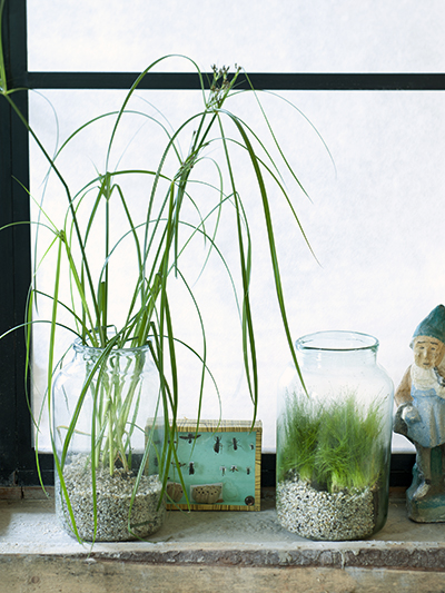 waterplanten vensterbank