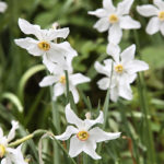 witte narcissen