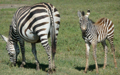 zebra met jong