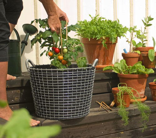 zweedse mand tomatenplant