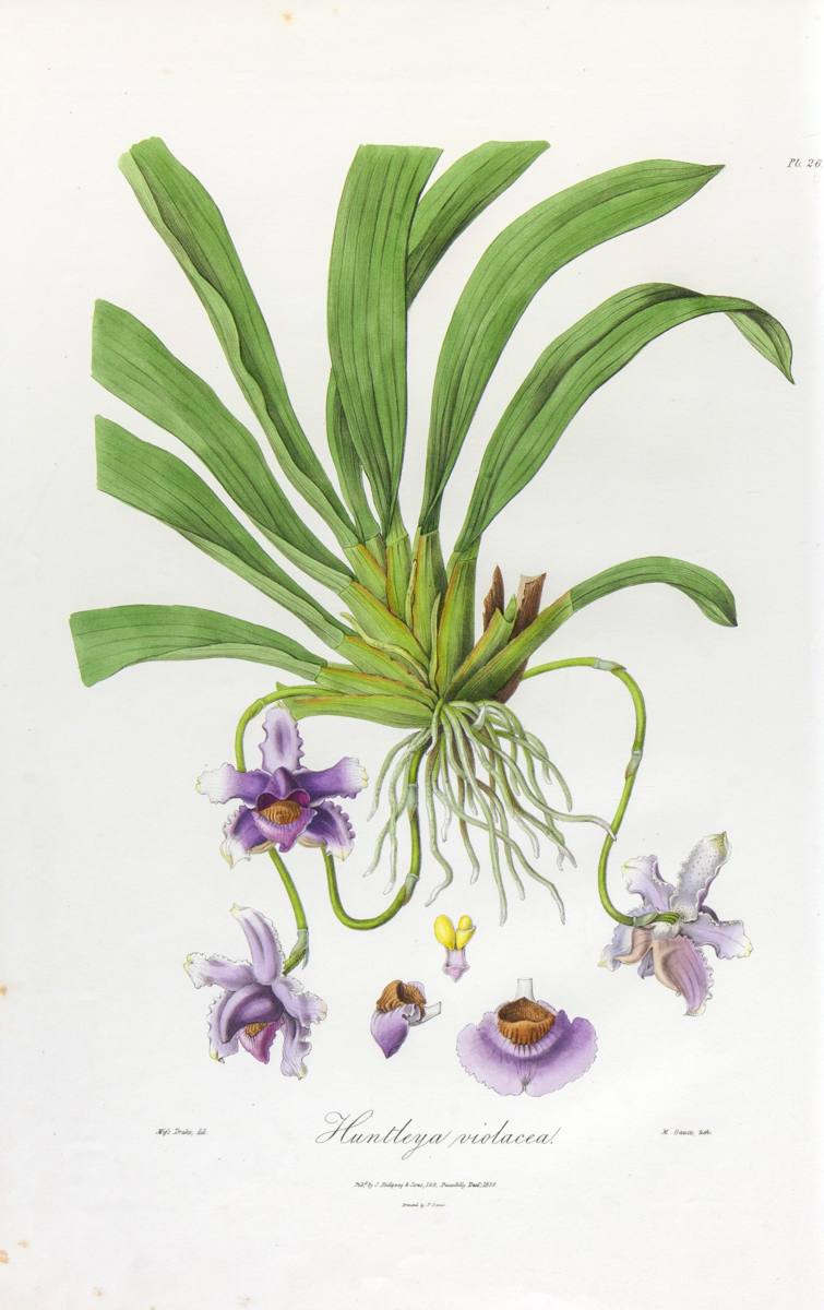 botanische meesterwerken