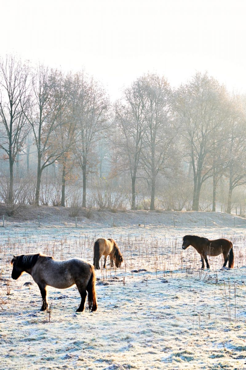 natuurpaviljoen de Posbank