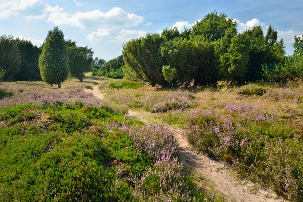 Mantingerzand