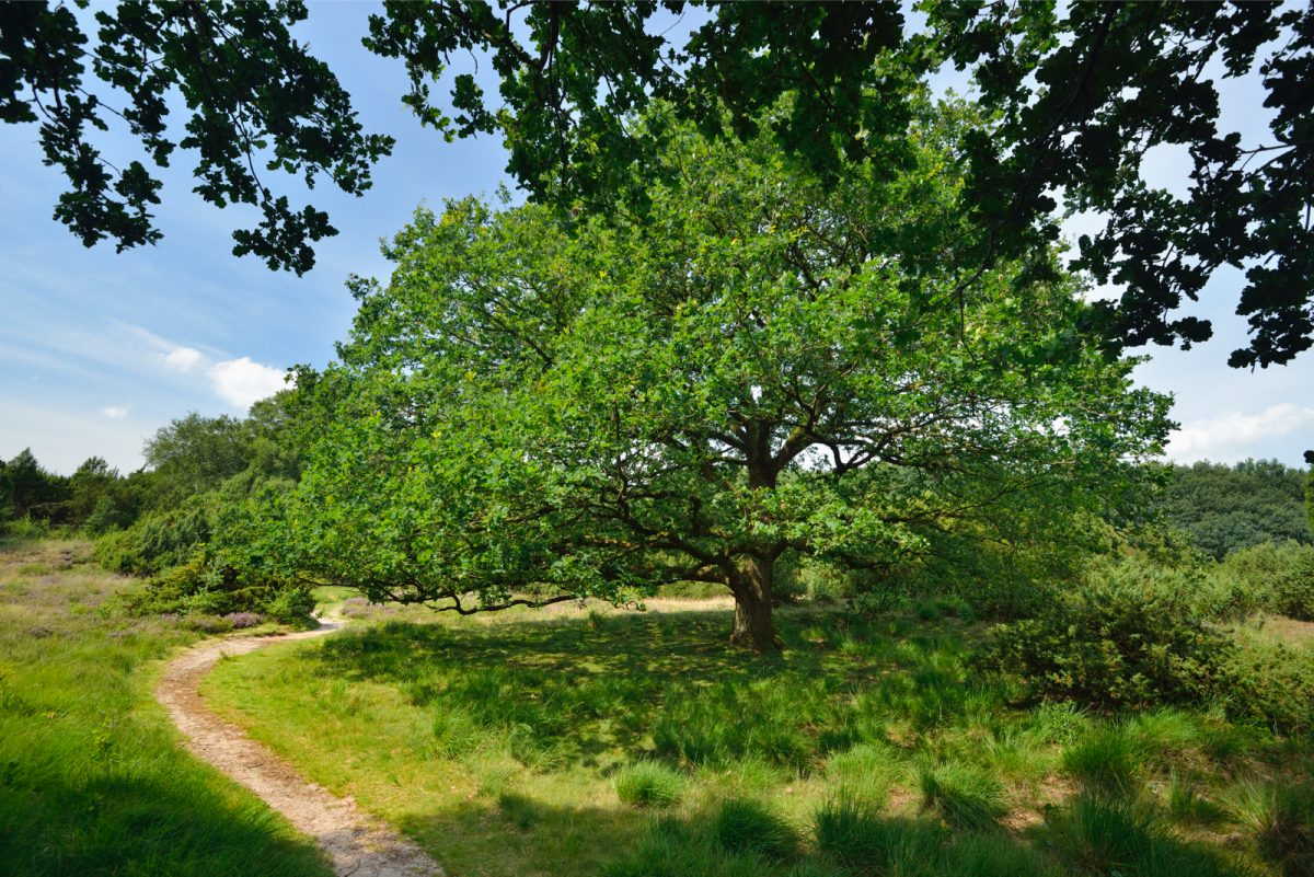 Mantingerzand