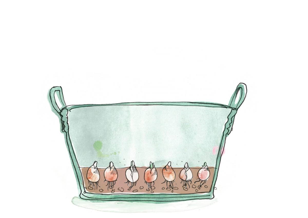lasagne-beplanting - 1 laag bloembollen
