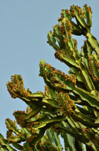 La Gomera