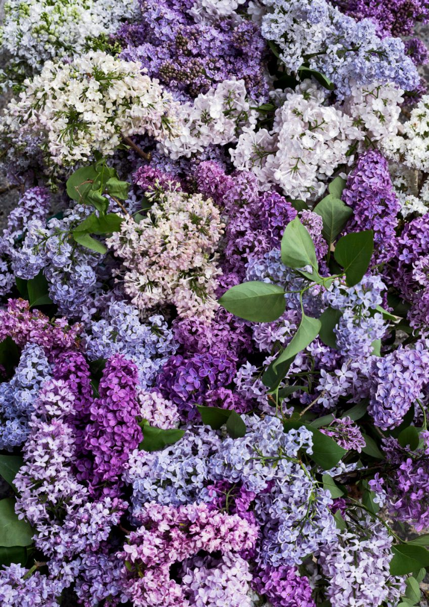Sering in de tuin
