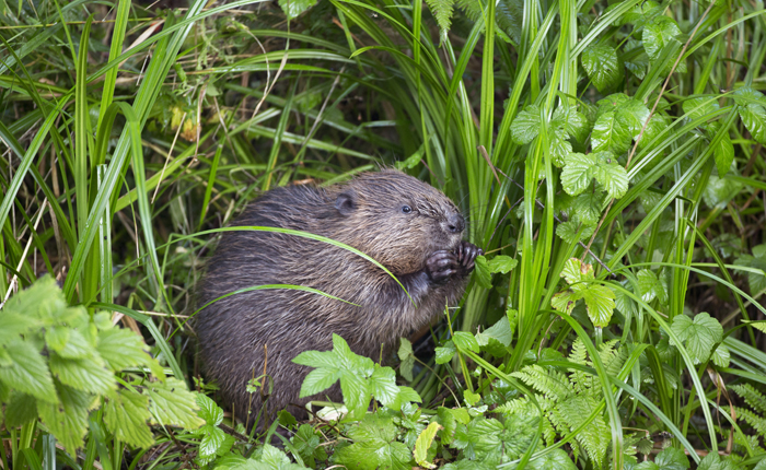 Bever