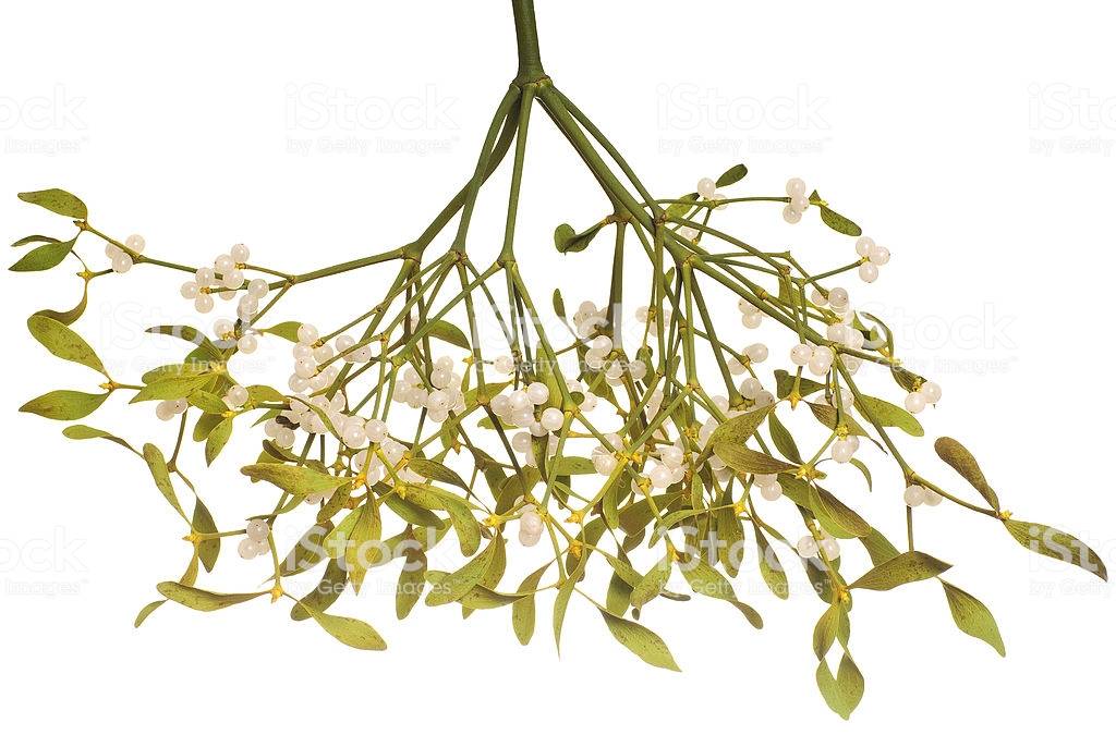 bos mistletoe