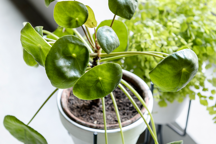 pannenkoekplant