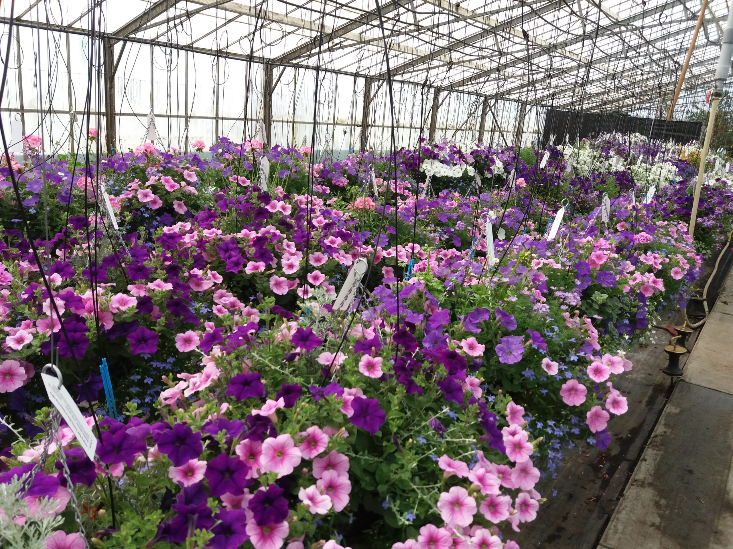 hanging basket