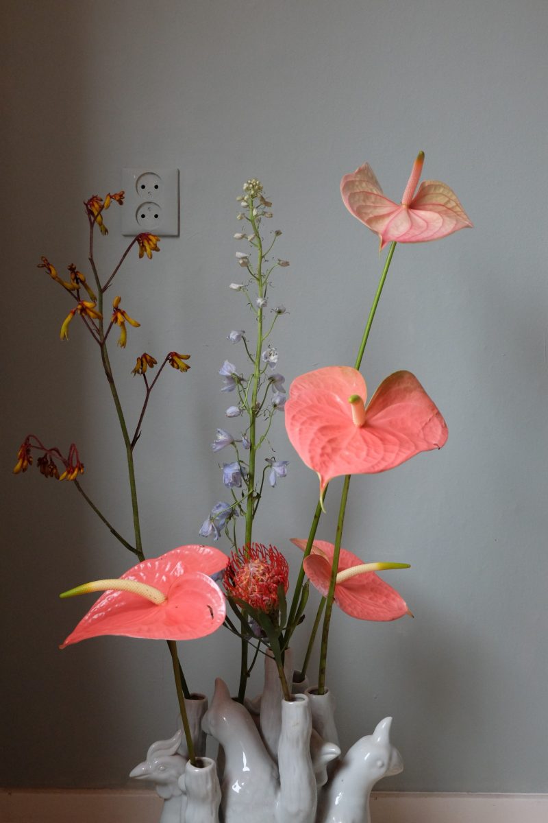 Anthurium