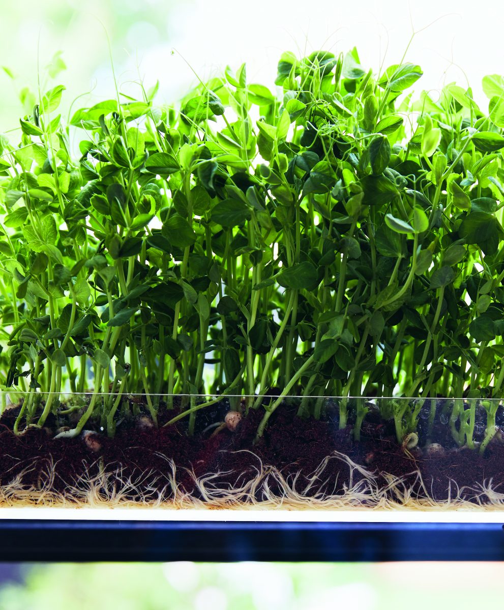 microgroenten
