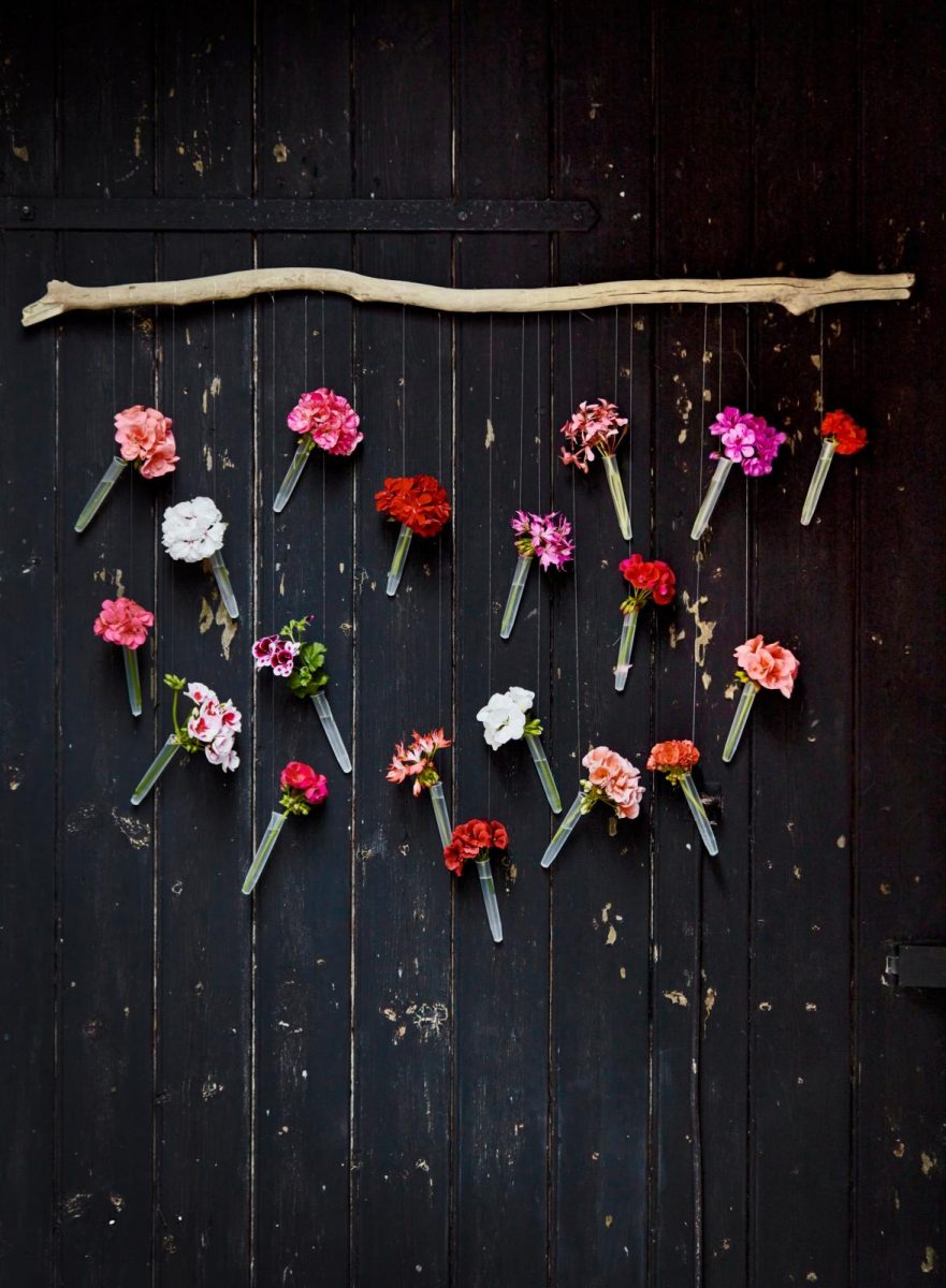 geraniums