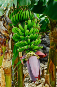 La Gomera